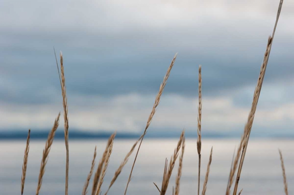 Whidbey Grass I art print by Erin Berzel for $57.95 CAD