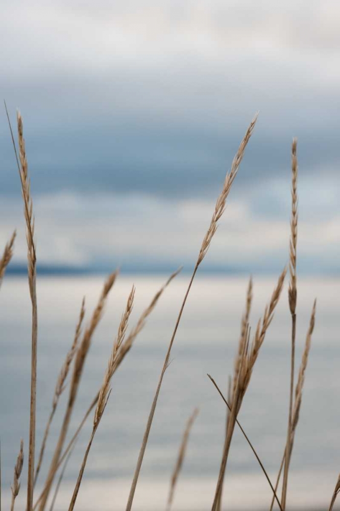Whidbey Grass III art print by Erin Berzel for $57.95 CAD