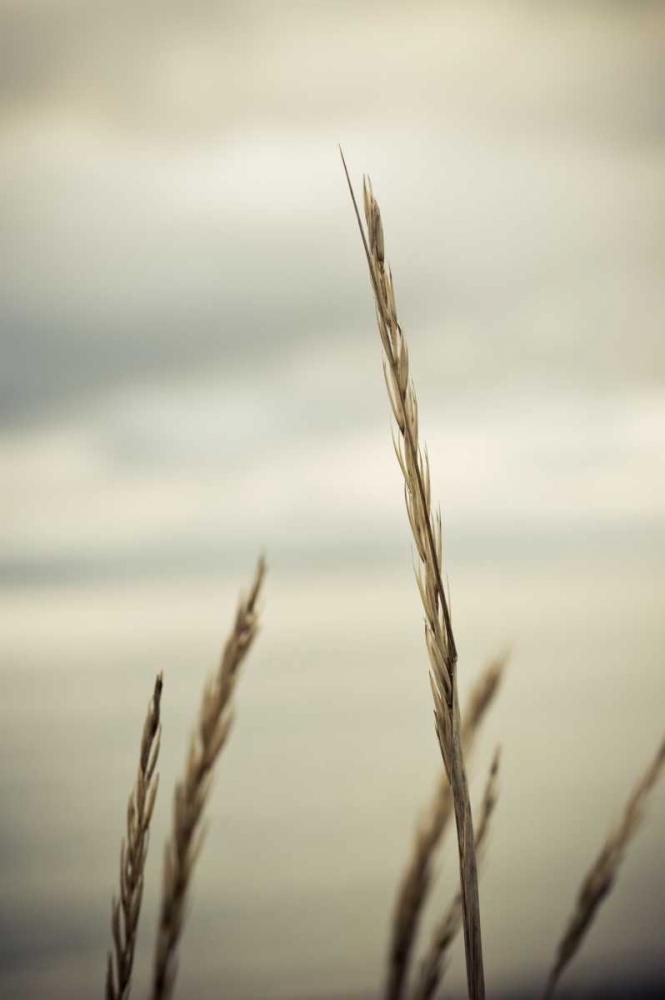 Whidbey Grass IV art print by Erin Berzel for $57.95 CAD