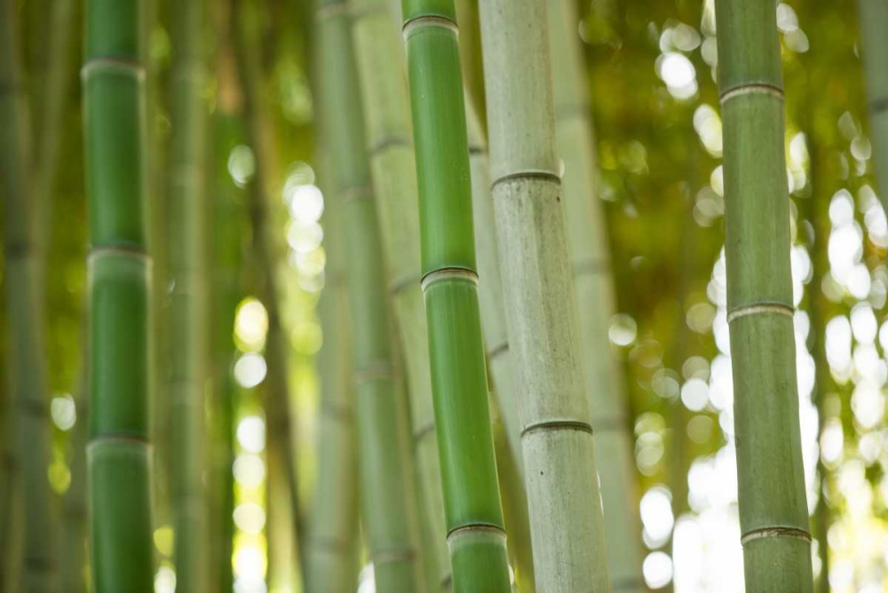 Bamboo and Bokeh I art print by Erin Berzel for $57.95 CAD