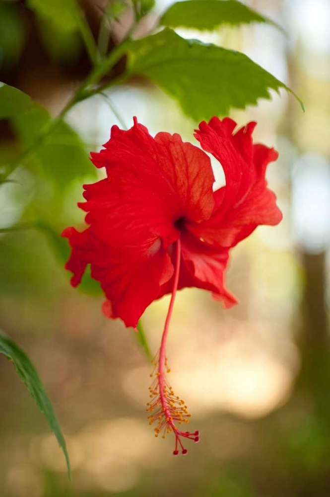 Red Hibiscus art print by Erin Berzel for $57.95 CAD
