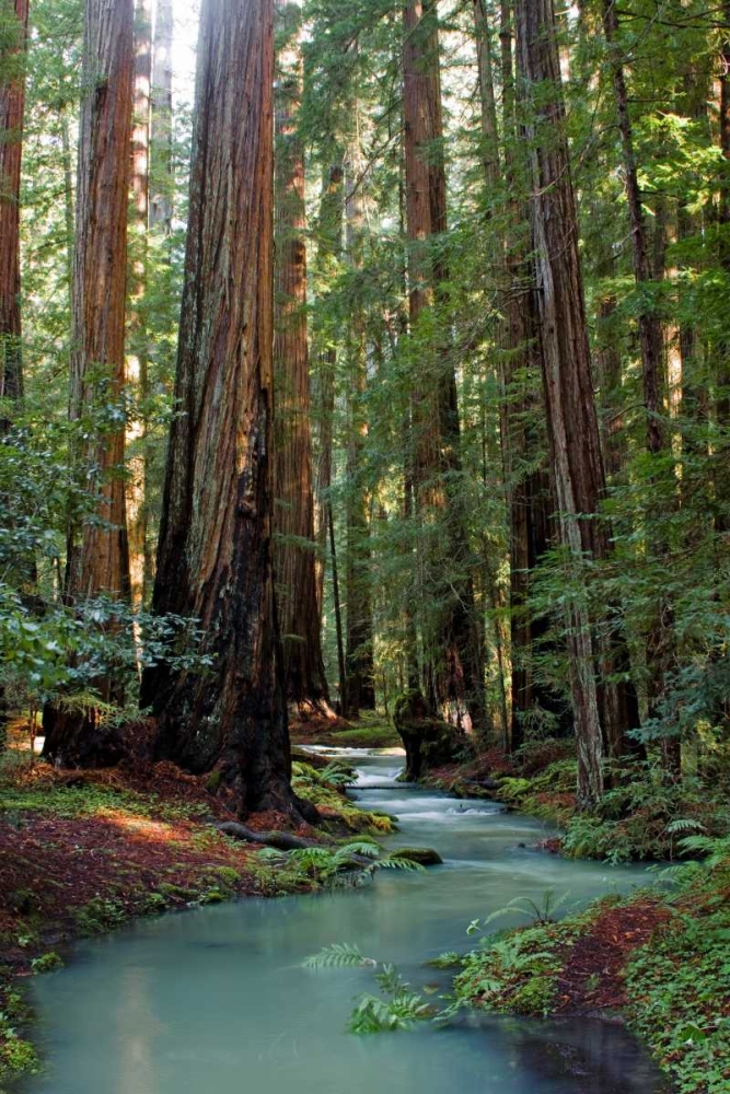 Redwood Forest III art print by Rita Crane for $57.95 CAD
