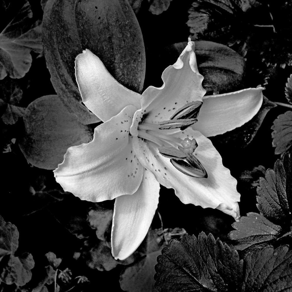 White Lily I art print by Rita Crane for $57.95 CAD