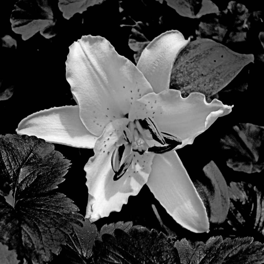 White Lily II art print by Rita Crane for $57.95 CAD