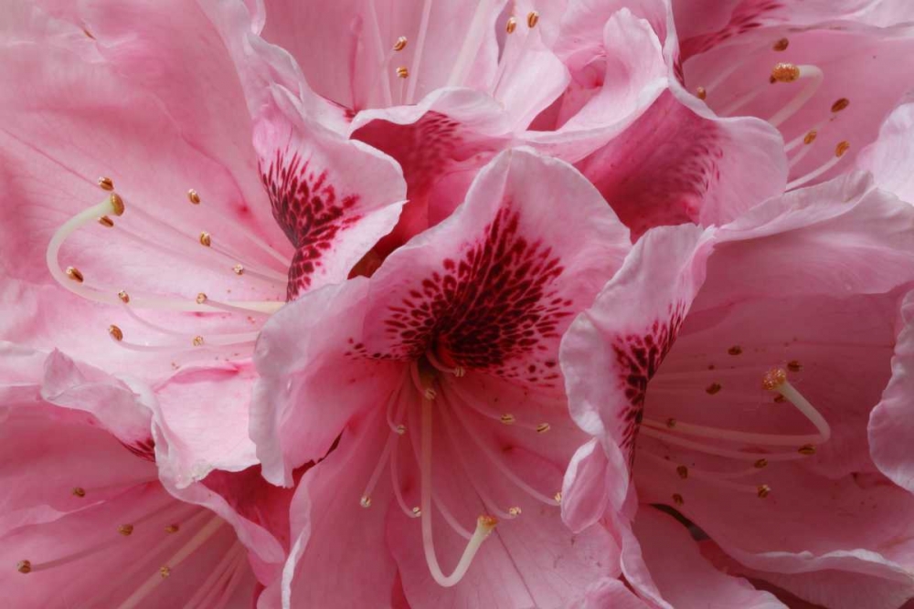 Pink Rhododendron I art print by Rita Crane for $57.95 CAD