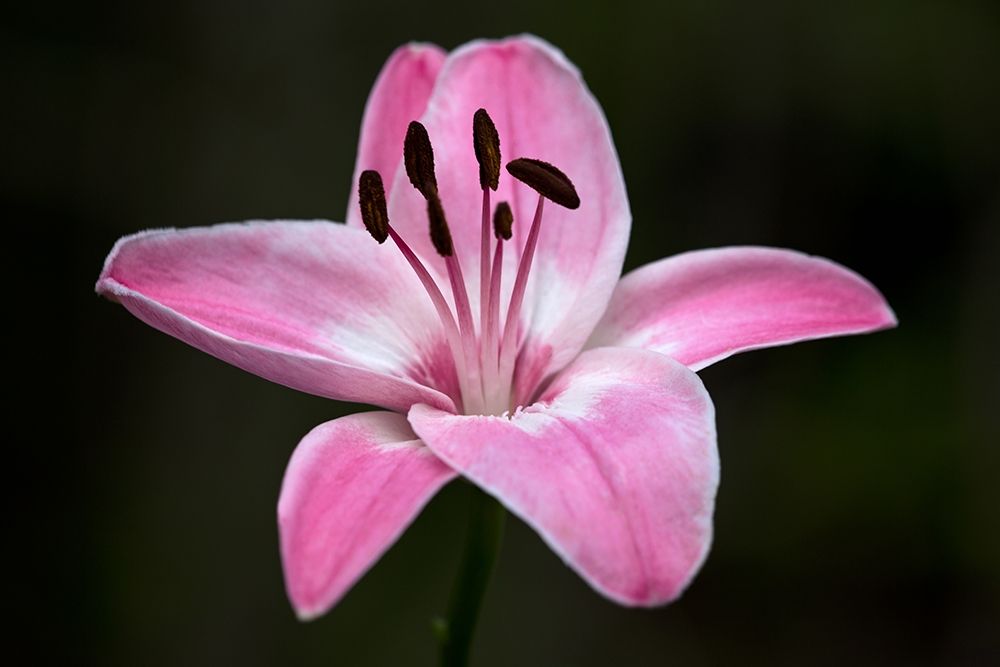 Pink Lily I art print by Rita Crane for $57.95 CAD