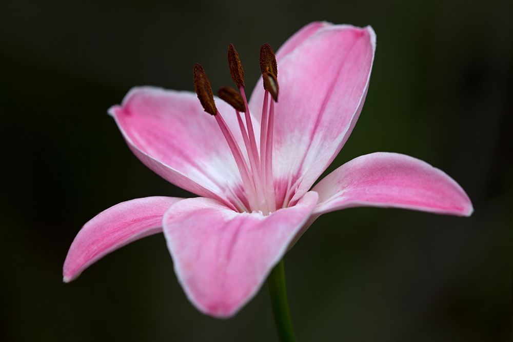 Pink Lily II art print by Rita Crane for $57.95 CAD