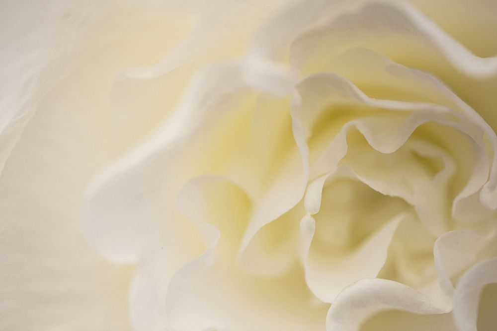 Soft White Begonia II art print by Rita Crane for $57.95 CAD