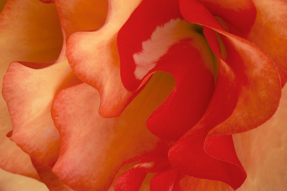 Begonia Petals II art print by Rita Crane for $57.95 CAD