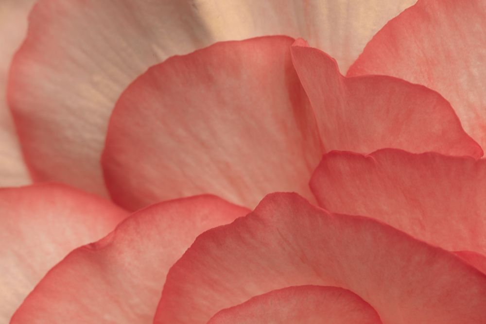 Pink Begonia Petals I art print by Rita Crane for $57.95 CAD