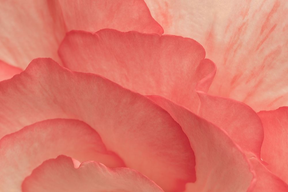 Pink Begonia Petals II art print by Rita Crane for $57.95 CAD