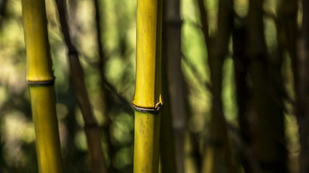Bamboo Afternoon III art print by Rita Crane for $57.95 CAD