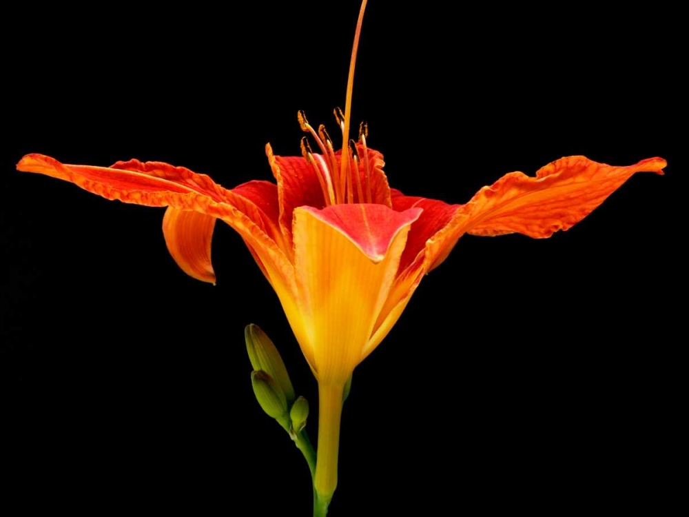 Day Lily I art print by Jim Christensen for $57.95 CAD