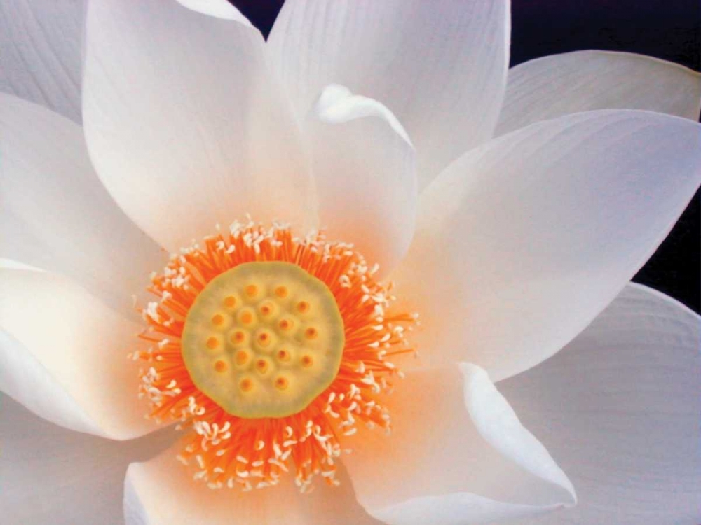 Lotus I art print by Jim Christensen for $57.95 CAD