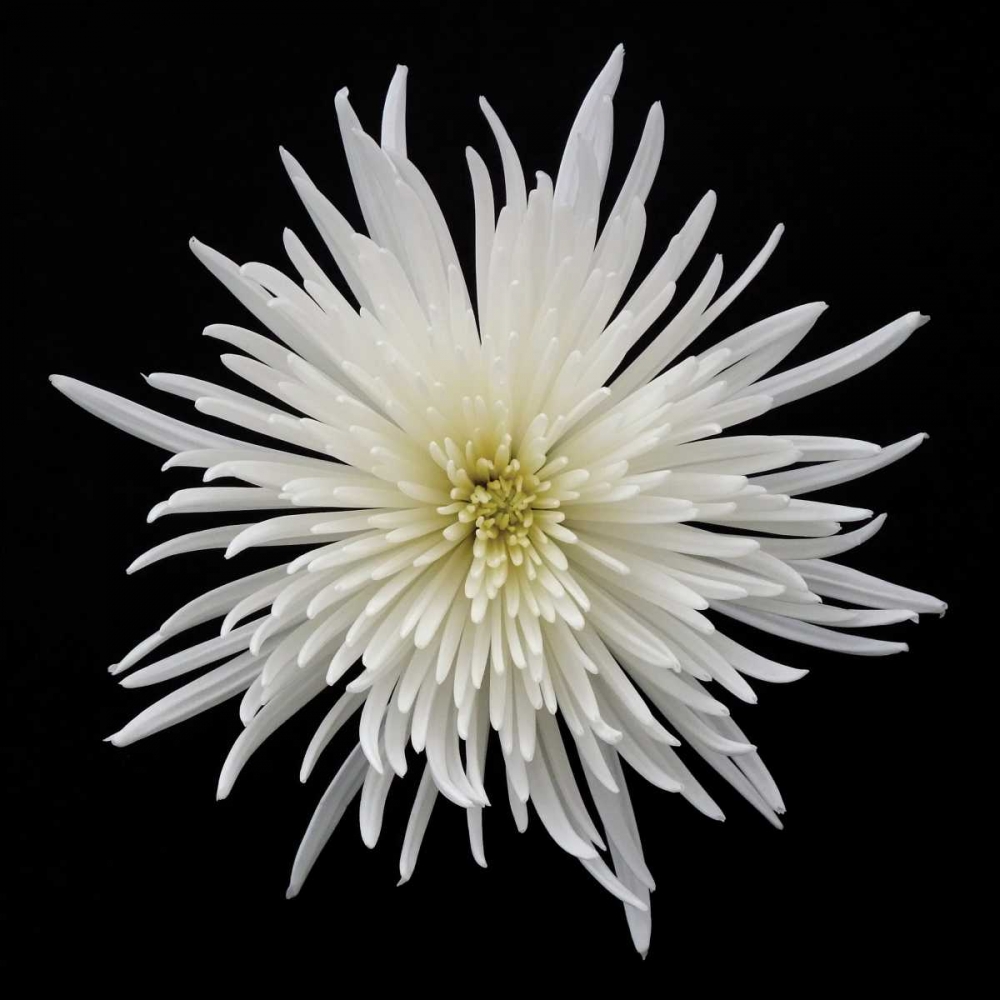 Chrysanthemum I art print by Jim Christensen for $57.95 CAD