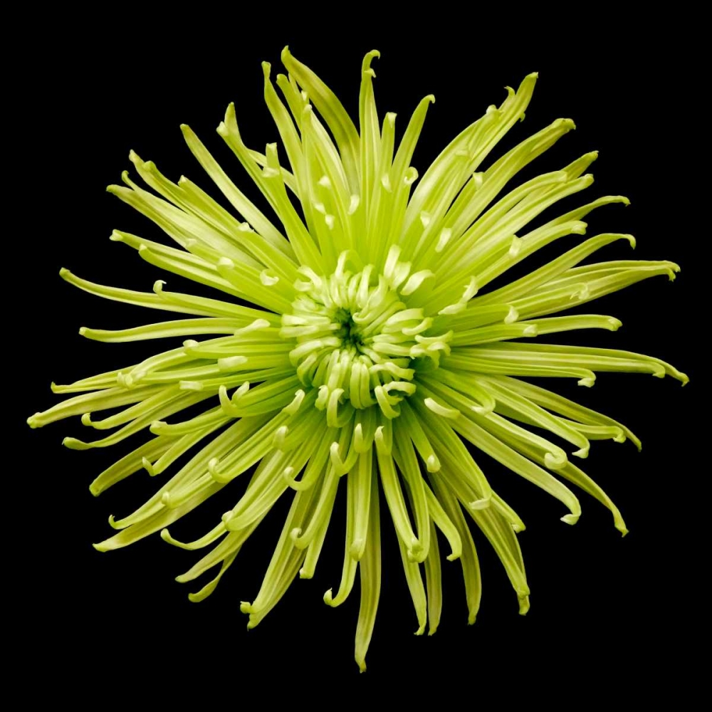 Chrysanthemum II art print by Jim Christensen for $57.95 CAD