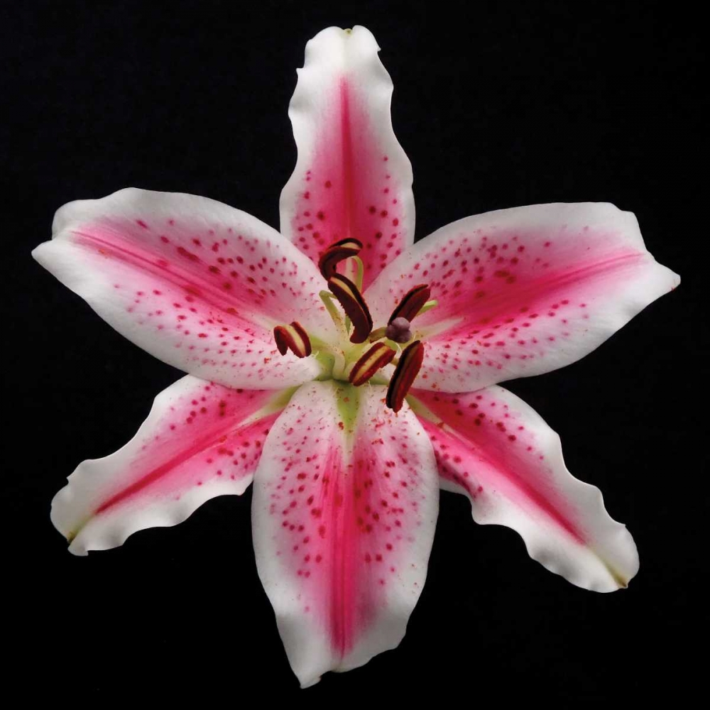 Pink Lily art print by Jim Christensen for $57.95 CAD
