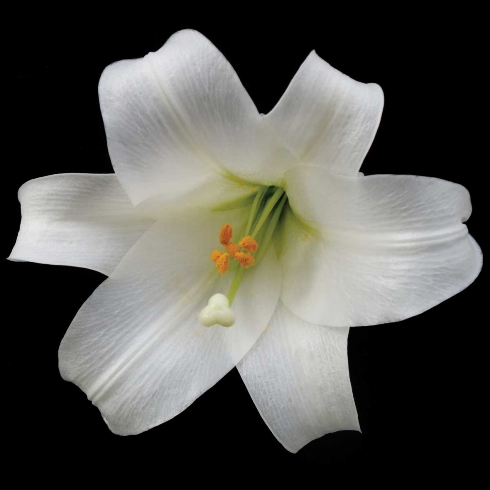 White Lily art print by Jim Christensen for $57.95 CAD