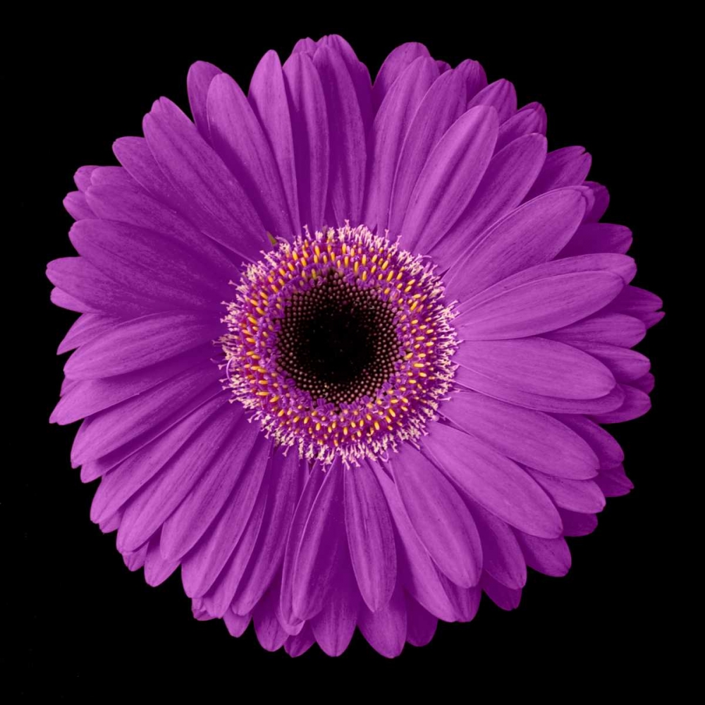 Purple Gerbera Daisy art print by Jim Christensen for $57.95 CAD