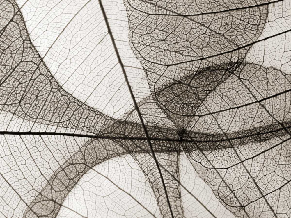 Leaf Designs I Sepia art print by Jim Christensen for $57.95 CAD