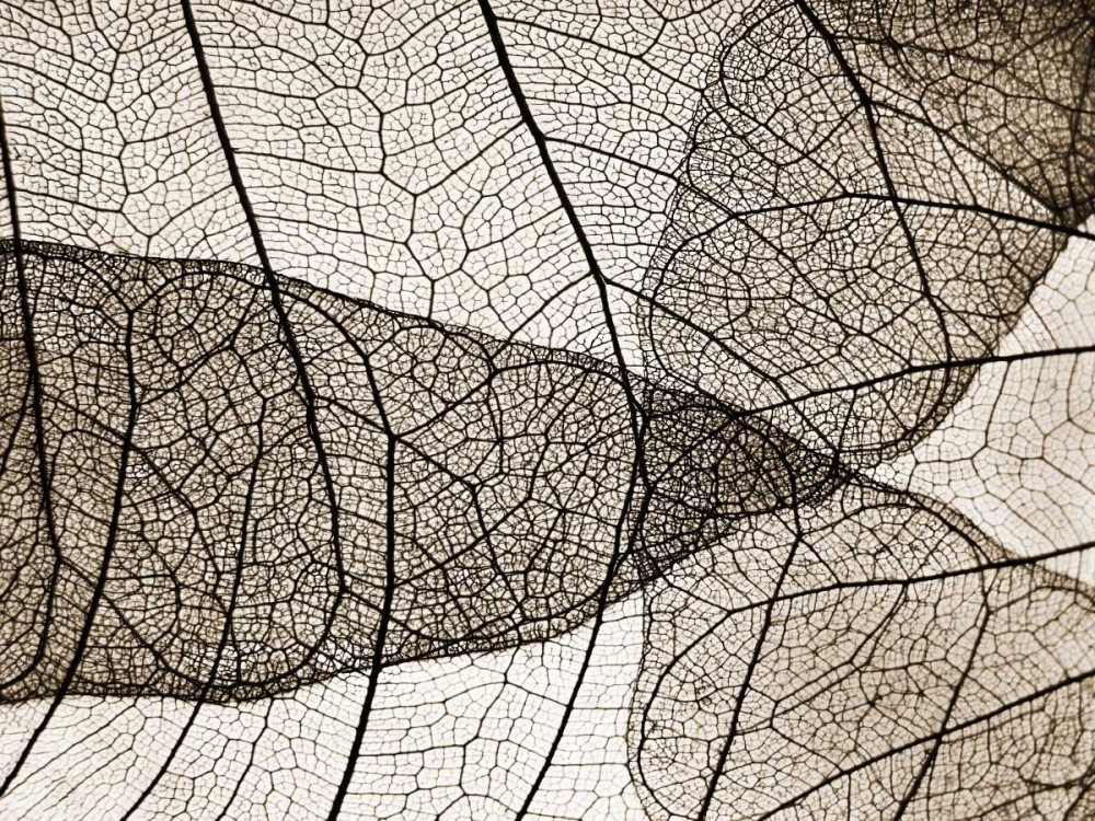 Leaf Designs II Sepia art print by Jim Christensen for $57.95 CAD