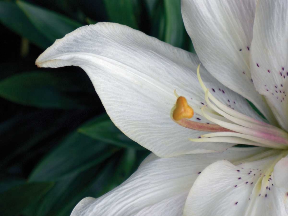 Macro Lily art print by Jim Christensen for $57.95 CAD