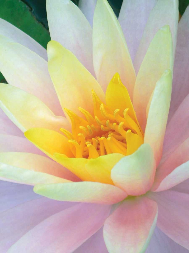 Water Lily art print by Jim Christensen for $57.95 CAD