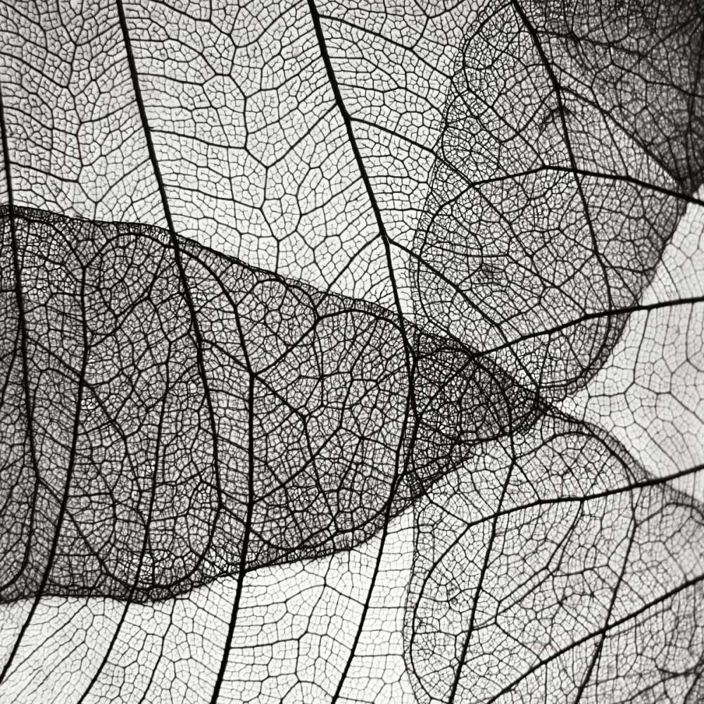 Leaf Designs IV BW art print by Jim Christensen for $57.95 CAD