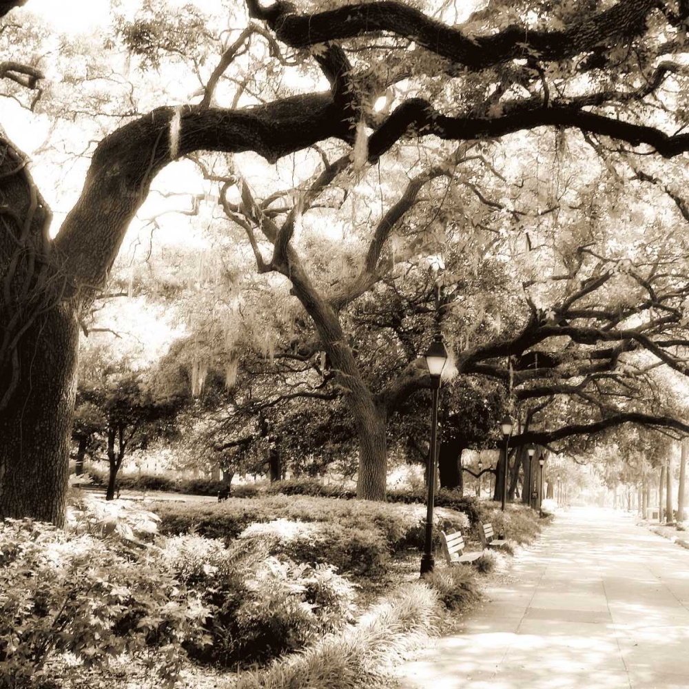 Savannah Sepia Sq II art print by Alan Hausenflock for $57.95 CAD