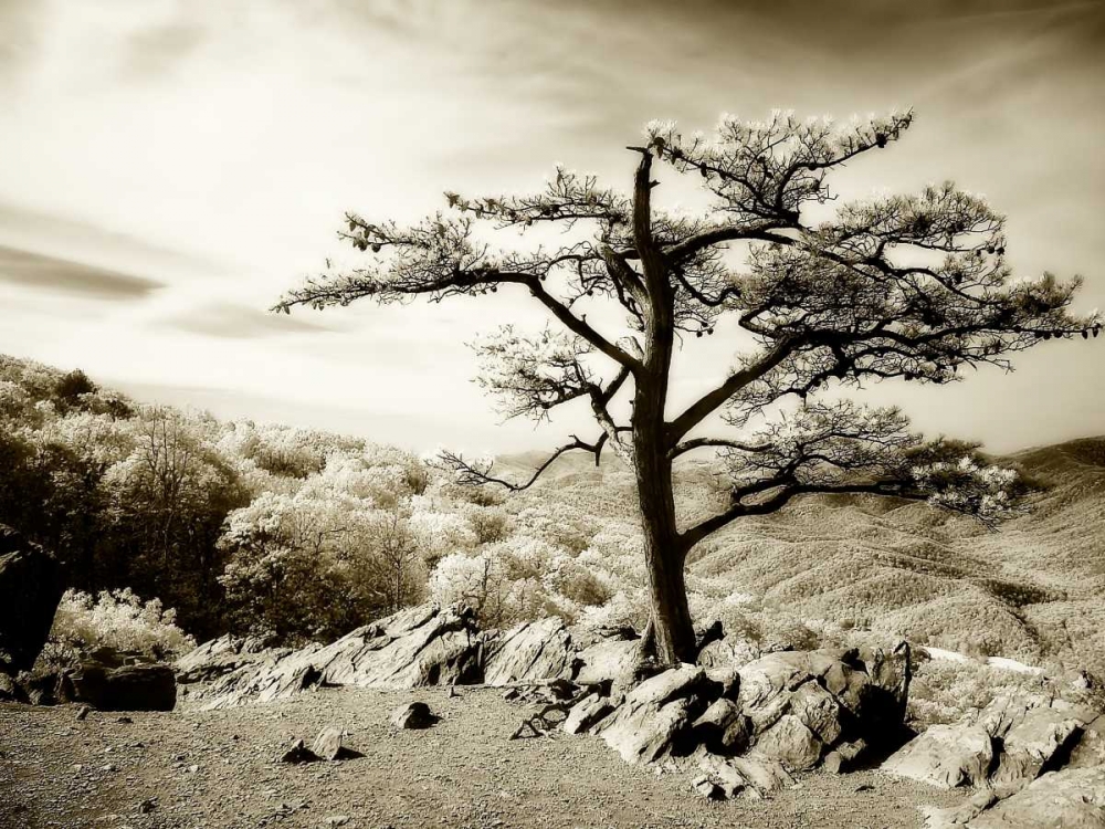 Lone Pine I art print by Alan Hausenflock for $57.95 CAD