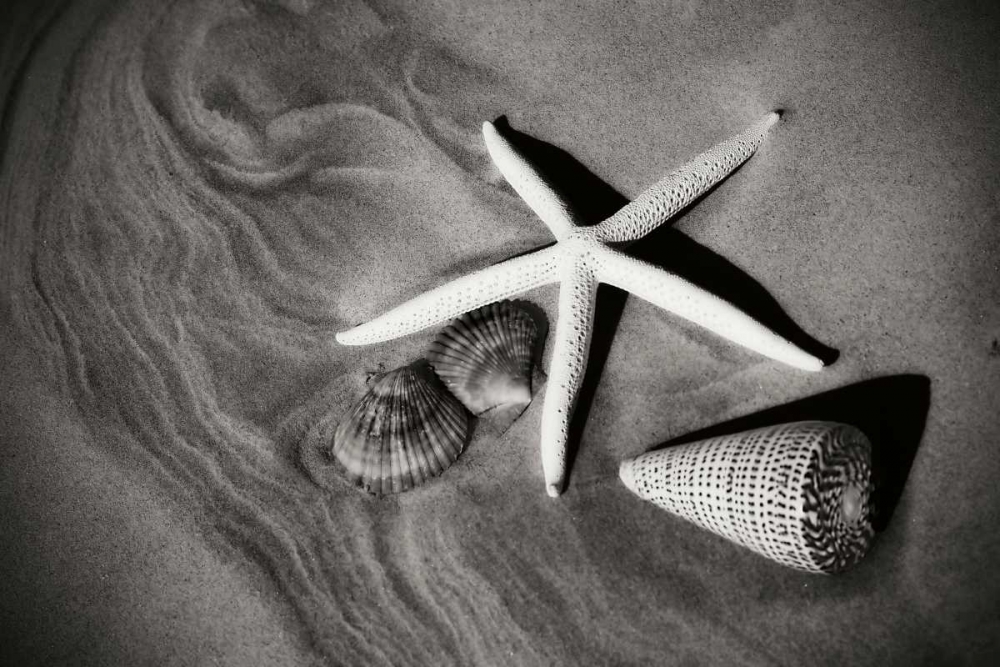 Tracks of the Tide II art print by Alan Hausenflock for $57.95 CAD