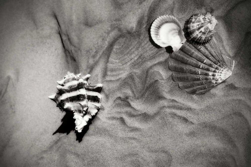 Tracks of the Tide IV art print by Alan Hausenflock for $57.95 CAD