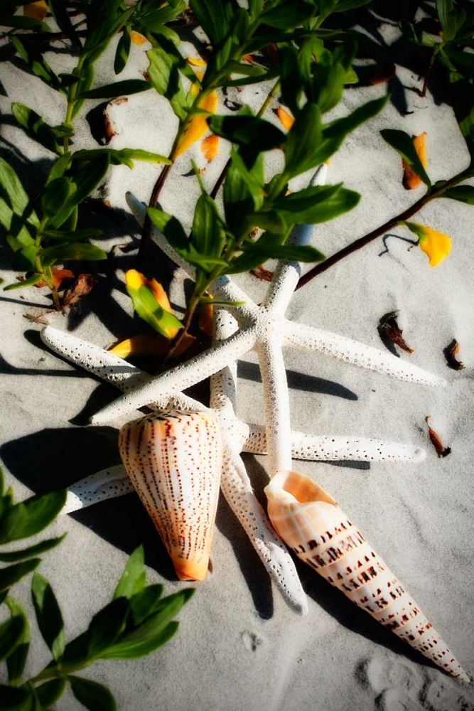 Shells by the Sea IV art print by Alan Hausenflock for $57.95 CAD