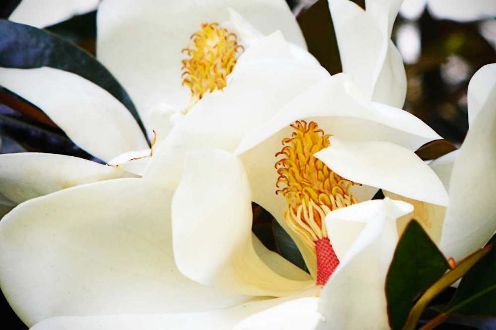 Southern Magnolia II art print by Alan Hausenflock for $57.95 CAD