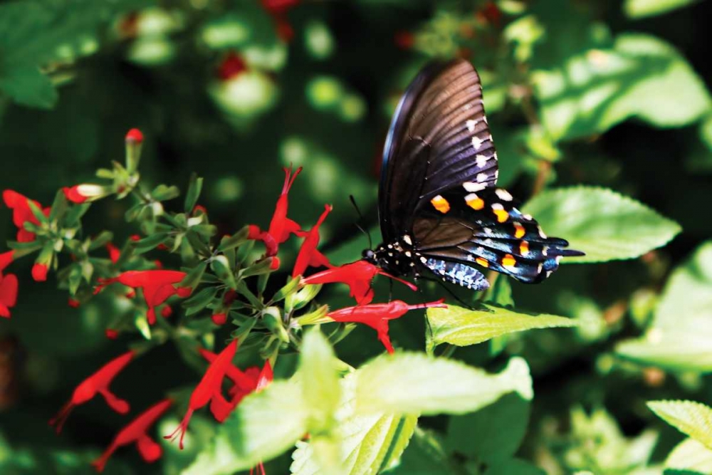 Pipevine Swallowtail art print by Alan Hausenflock for $57.95 CAD