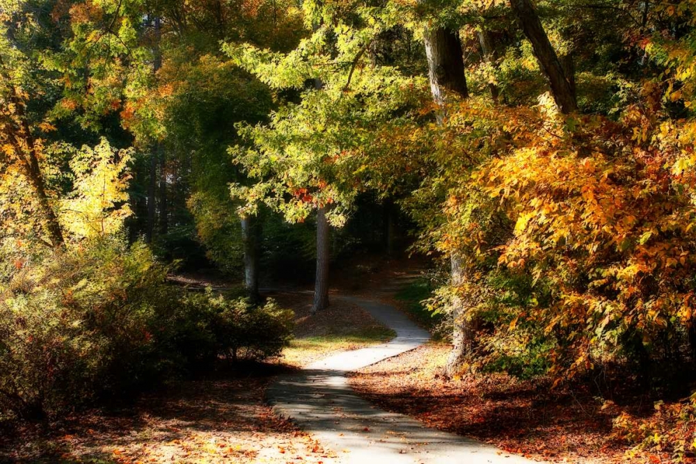 Autumn Pathway I art print by Alan Hausenflock for $57.95 CAD