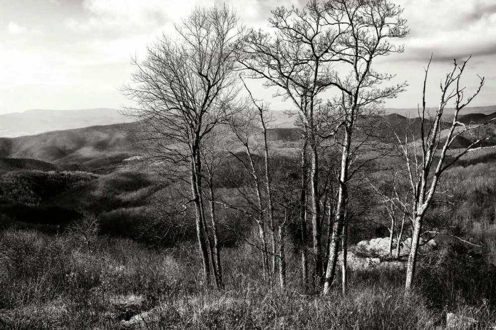 Bare Sentinals I art print by Alan Hausenflock for $57.95 CAD