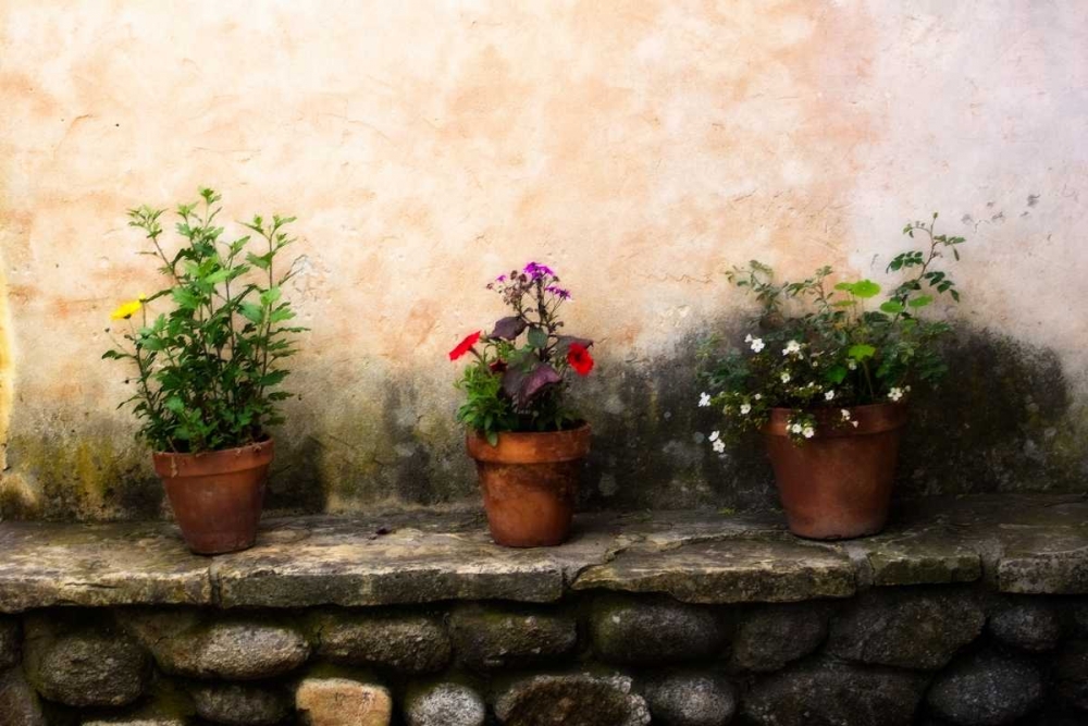 Flowers on a Wall art print by Alan Hausenflock for $57.95 CAD