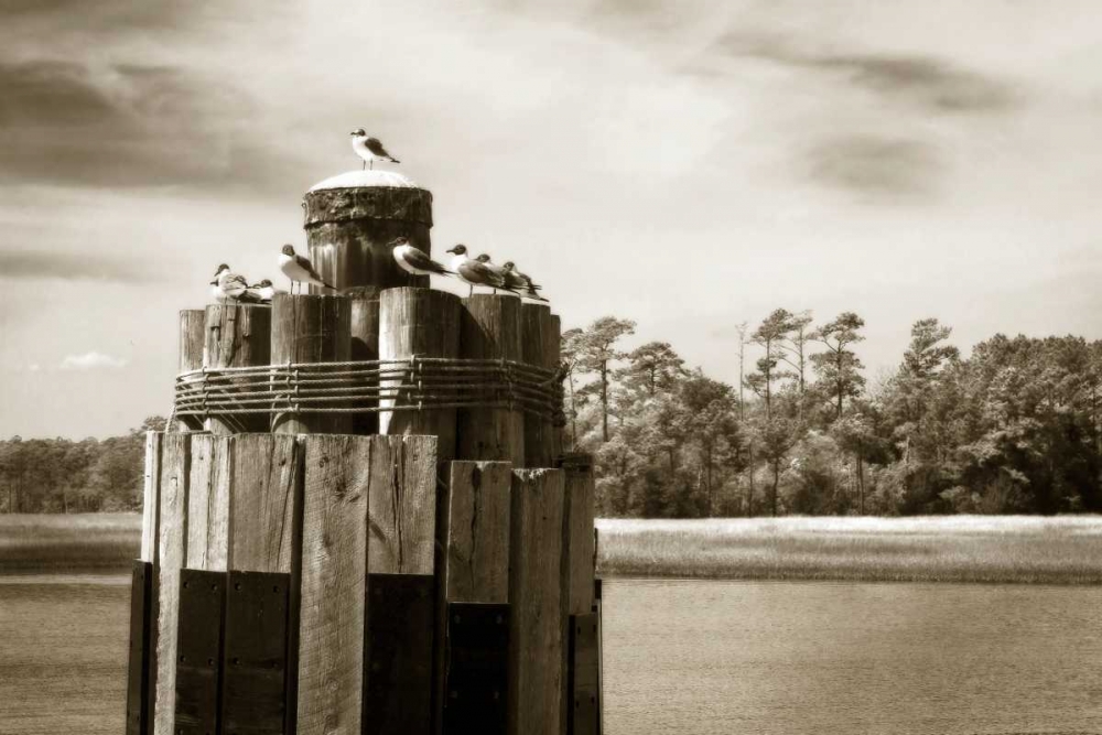 Pamlico Gulls I art print by Alan Hausenflock for $57.95 CAD