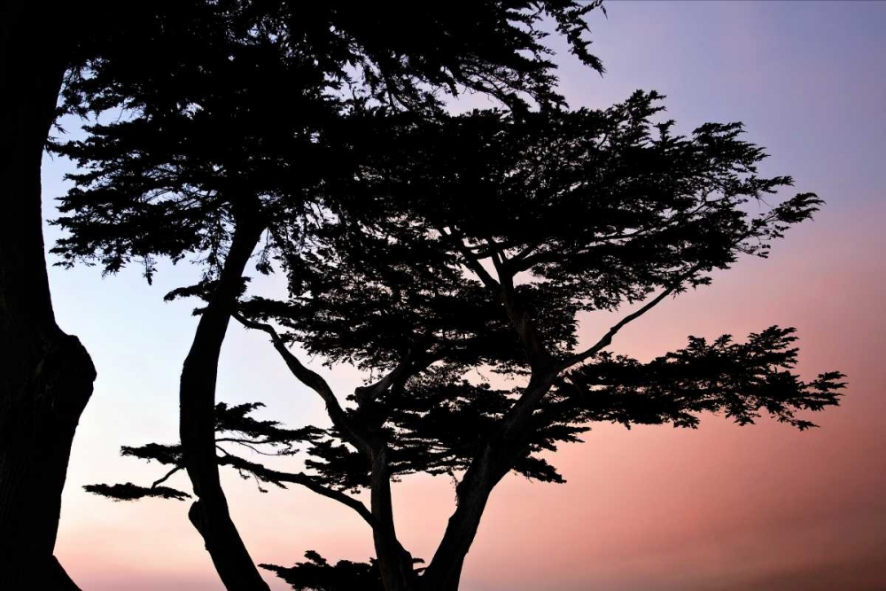 Cypress Silhouette I art print by Alan Hausenflock for $57.95 CAD