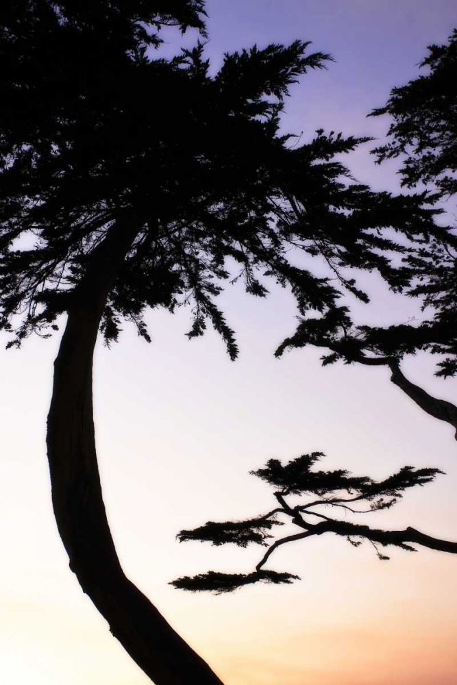 Cypress Silhouette II art print by Alan Hausenflock for $57.95 CAD