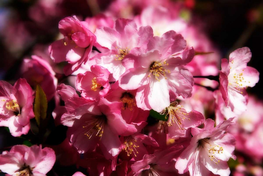Cherry Blossoms II art print by Alan Hausenflock for $57.95 CAD