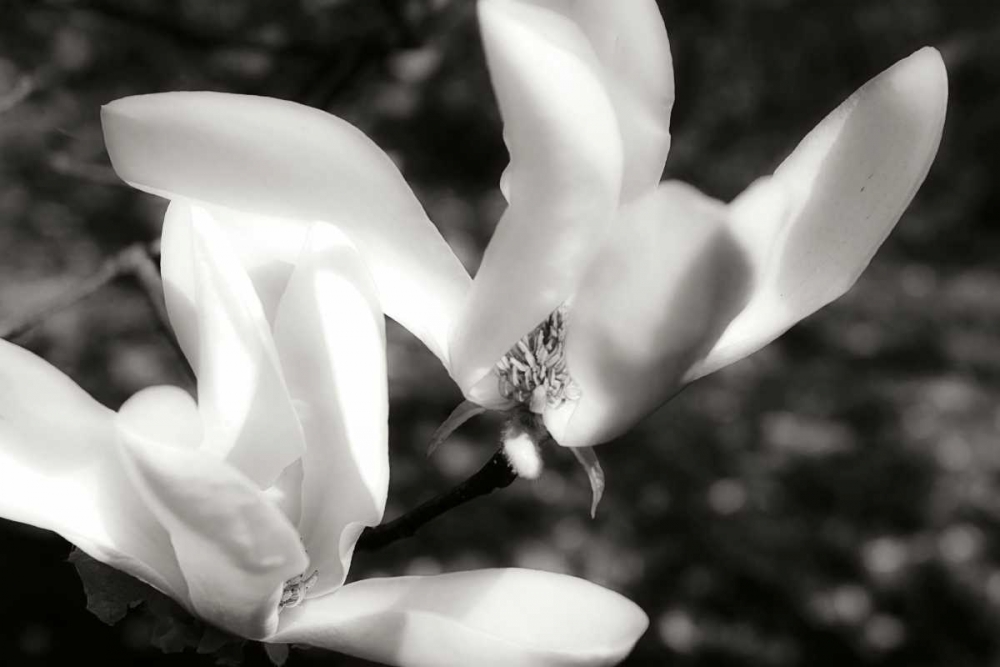 Saucer Magnolia II art print by Alan Hausenflock for $57.95 CAD