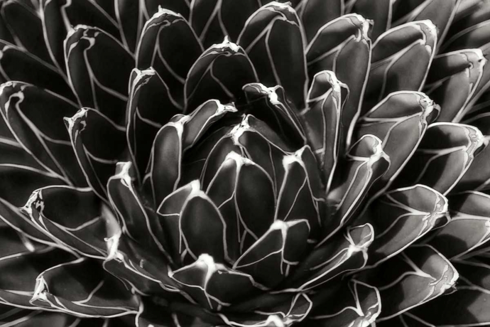 Patterned Succulent art print by Alan Hausenflock for $57.95 CAD