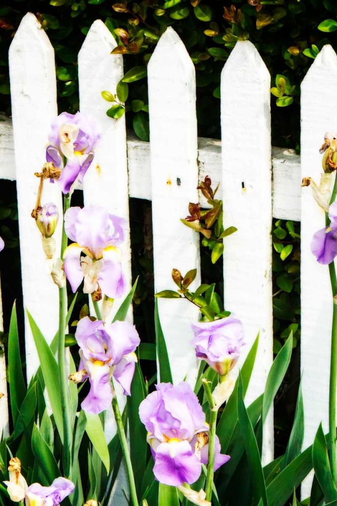 Iris on a Fence art print by Alan Hausenflock for $57.95 CAD