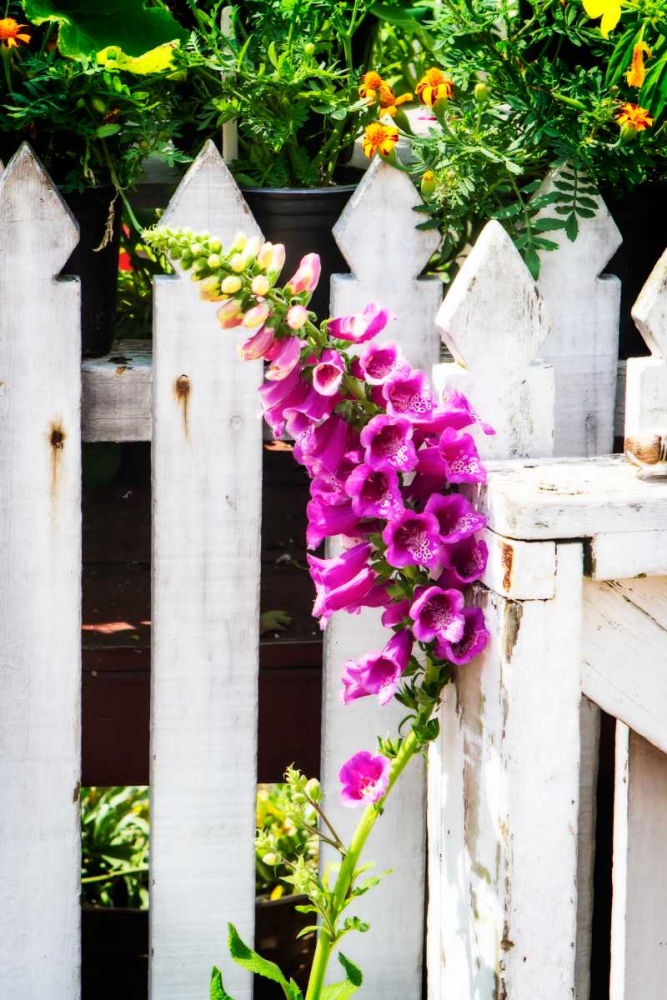 Foxglove on a Fence art print by Alan Hausenflock for $57.95 CAD