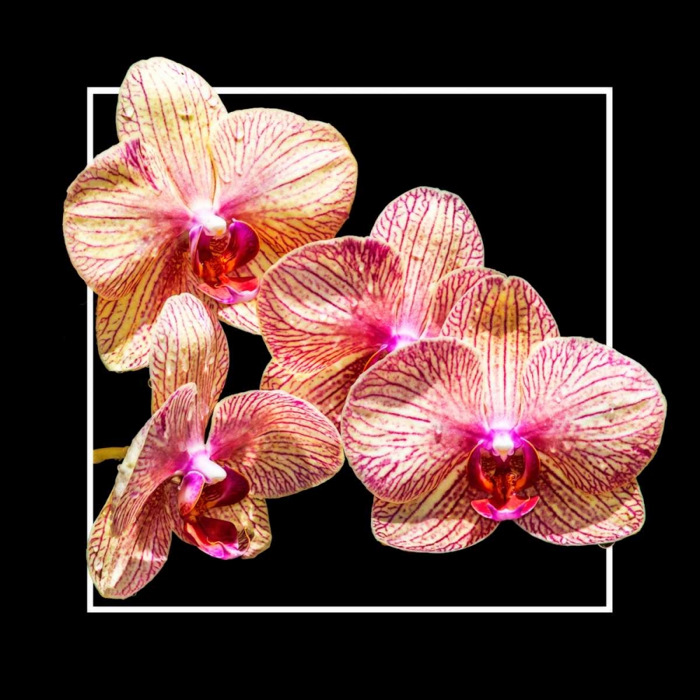 Orchids on Black I art print by Alan Hausenflock for $57.95 CAD