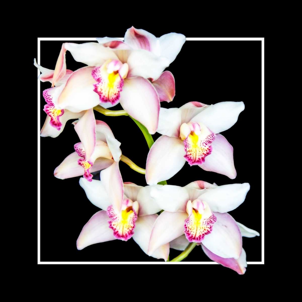 Orchids on Black II art print by Alan Hausenflock for $57.95 CAD