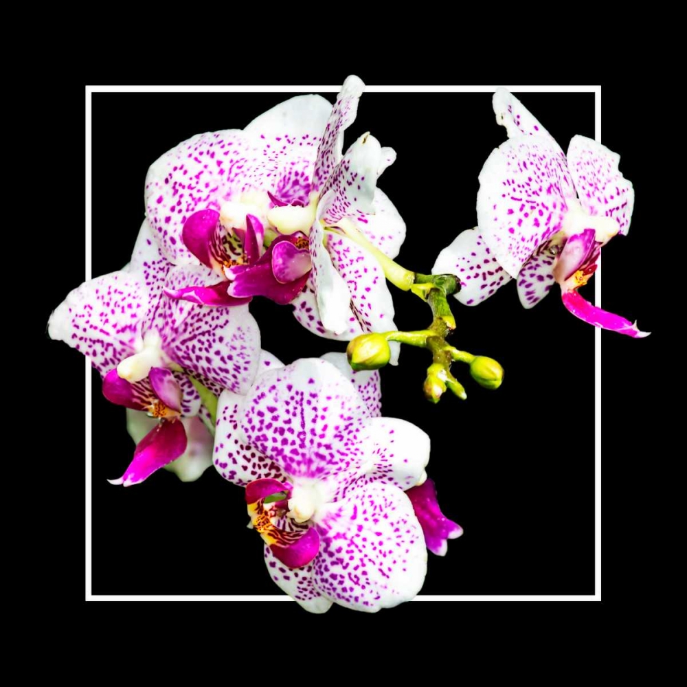 Orchids on Black III art print by Alan Hausenflock for $57.95 CAD