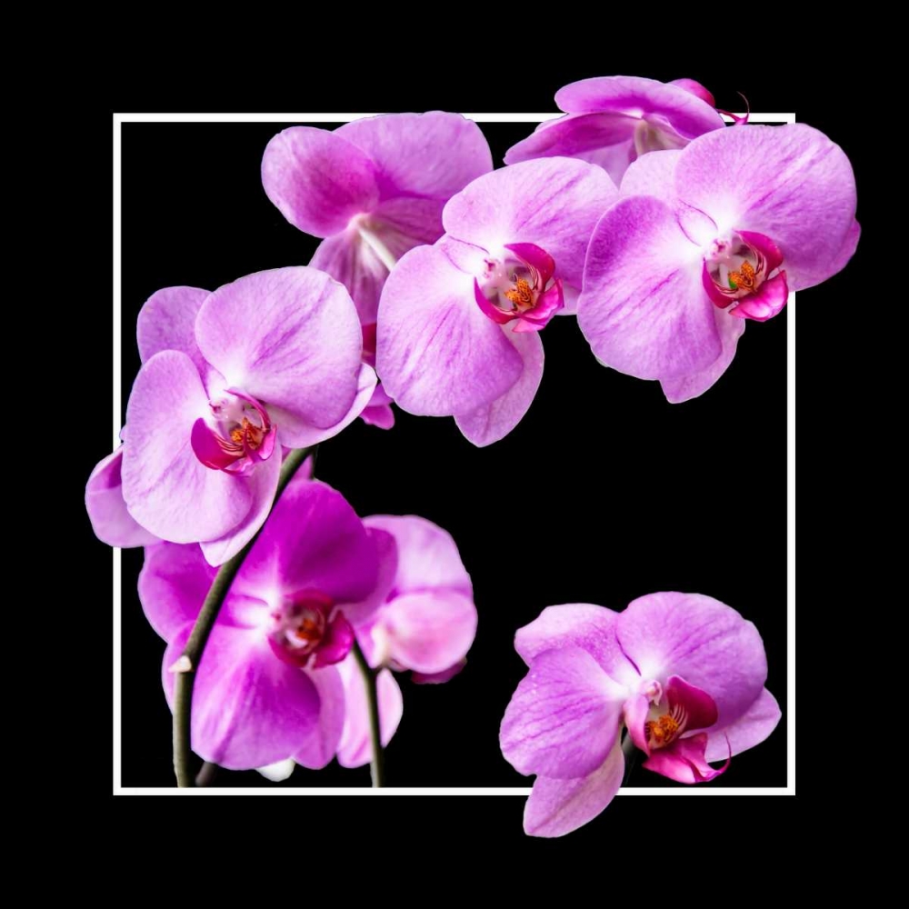Orchids on Black IV art print by Alan Hausenflock for $57.95 CAD